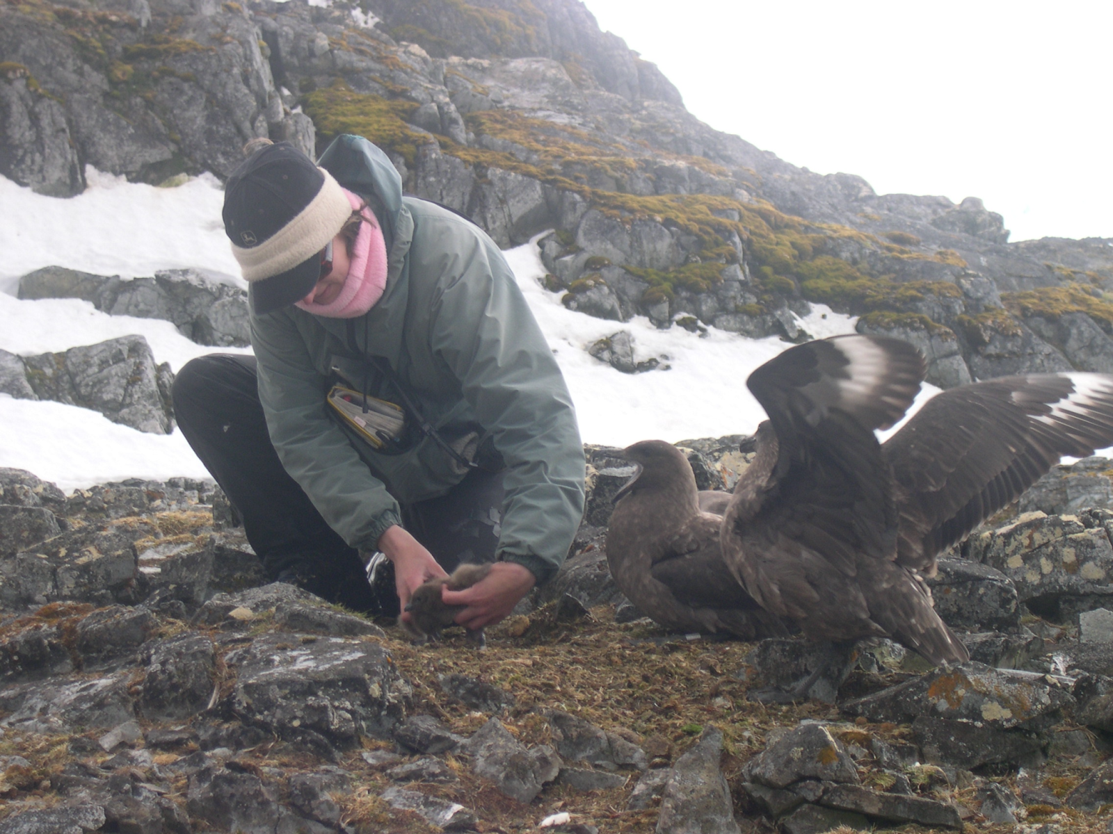 Skuas in Antarctica in 2005